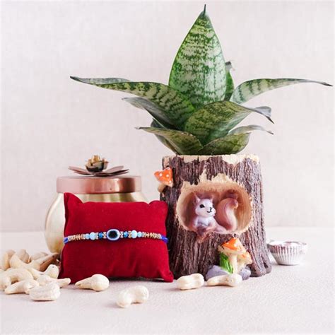 Send Combo of Evil Eye Rakhi N Snake Plant Online