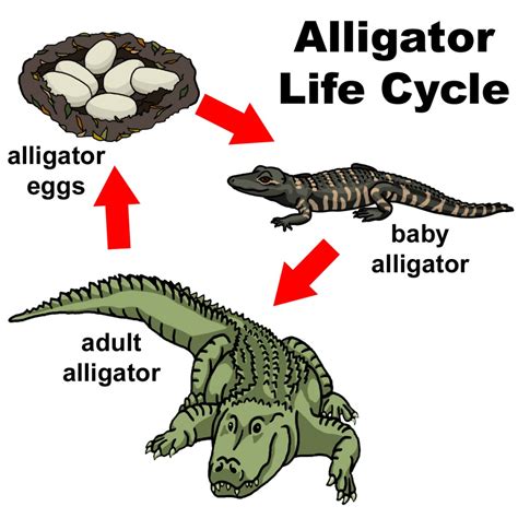 How Do Reptiles Reproduction at Oliver Wolff blog