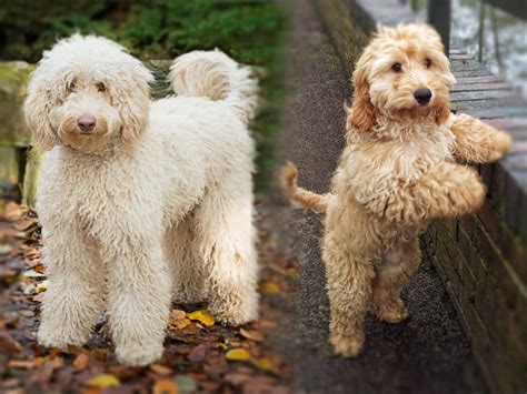 Image result for Cockapoo vs Labradoodle