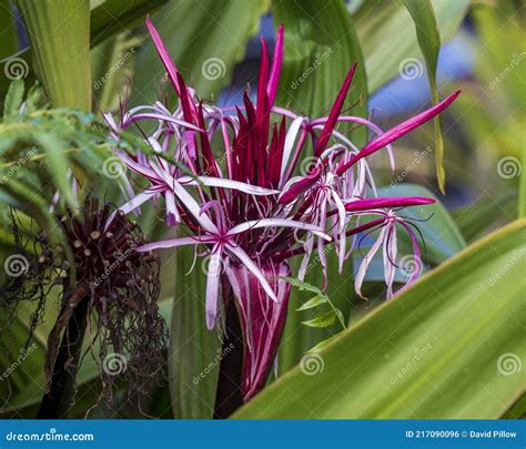 Closeup View of a Bloom of Crinum Asiaticum Commonly Known As Poison ...