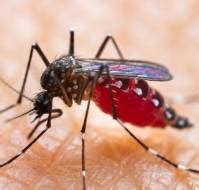 Zika Virus Infection: All You Must Know | Medtalks