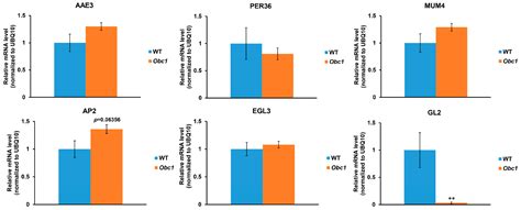 Disruption of the Arabidopsis Acyl-Activating Enzyme 3 Impairs Seed ...