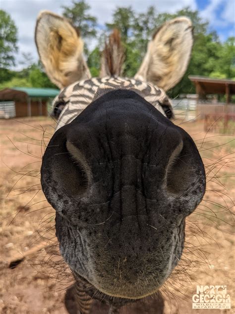 Helen GA Zoo and Wildlife Park - Plan Your Visit