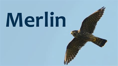 Image result for Merlin In-Flight