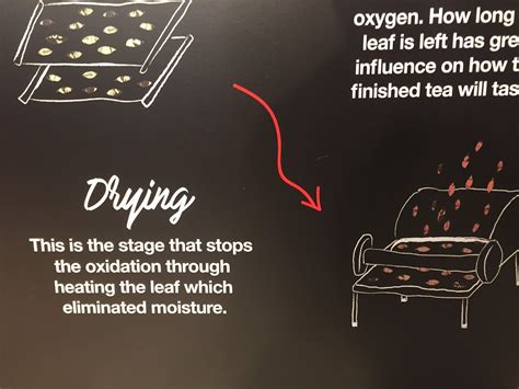 Image result for How to Process Tea