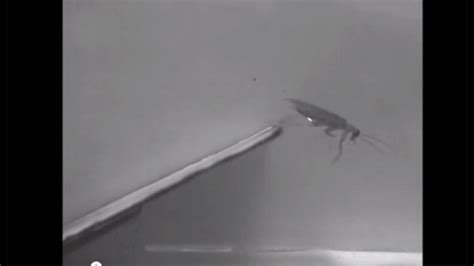Image result for Gecko vs Cockroach