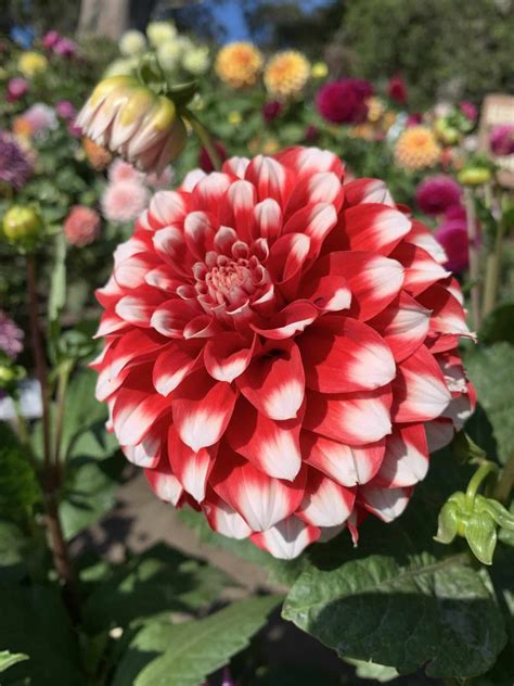Get a First Crack on Your Garden: Starting Dahlias Indoors - can you grow dahlias indoors