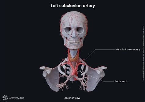 Subclavian artery | Anatomy.app