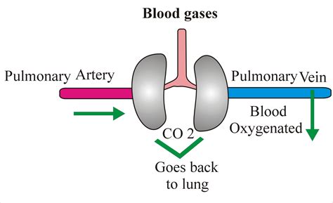 How To Draw Venous Blood Gases