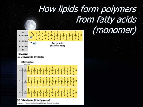 PPT - BIOCHEMICAL MACROMOLECULES PowerPoint Presentation, free download ...