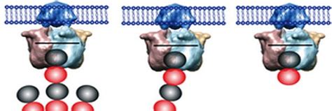 C G Lab NISER - Defeating Pain