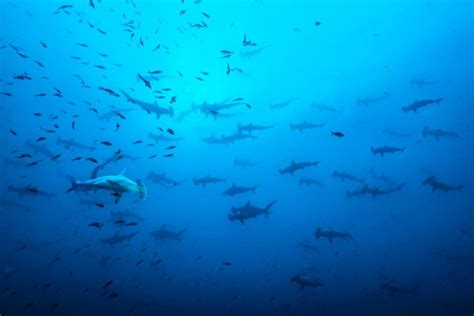 Scuba Diving 的图像结果