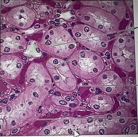 Classification of Tissues 的图像结果