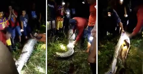 Image result for Python Swallows Human