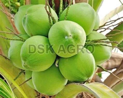 Wholesale Tender Coconuts Supplier from Theni India