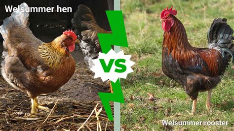Hen Vs Rooster