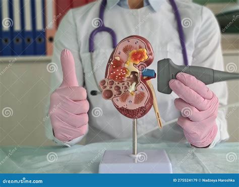 Kidney Ultrasound Doctor Analyzes the Condition of Patient Kidneys with Help of Kidney ...