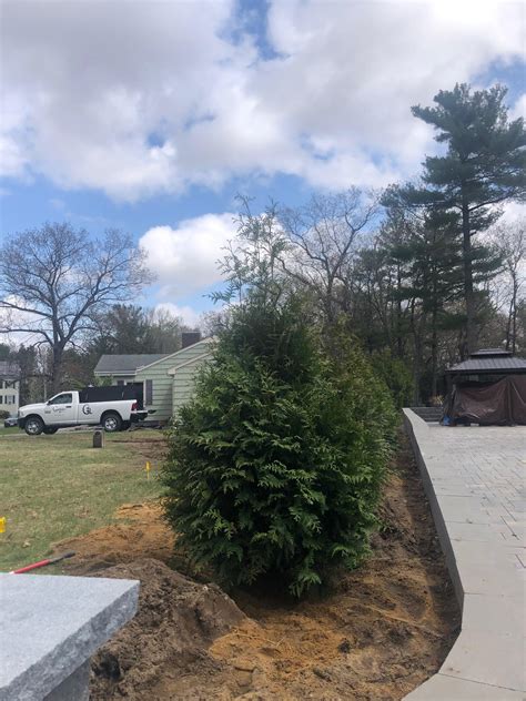 Image result for Planting Tree with Backhoe