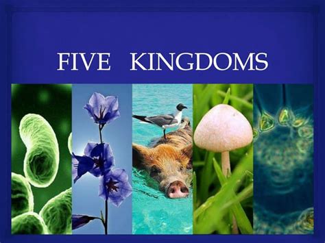 Image result for Five Kingdoms of Life Examples