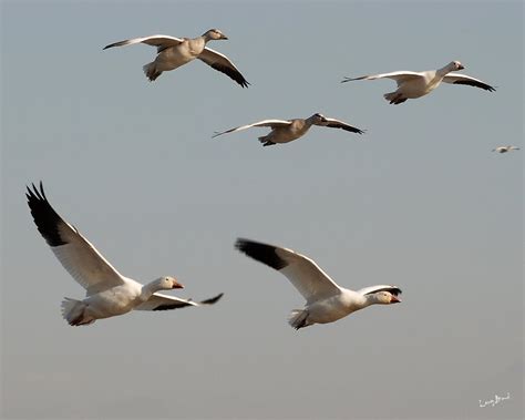 Snow Goose Numbers 的图像结果