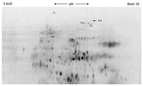 Molecular Characterization of Novel x-Type HMW Glutenin Subunit 1B × 6. ...