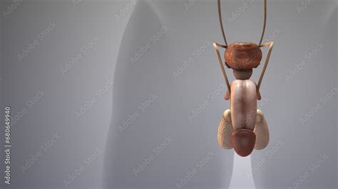 Image result for Male Reproductive System Animation