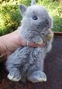 Image result for Brown and White Baby Bunnies