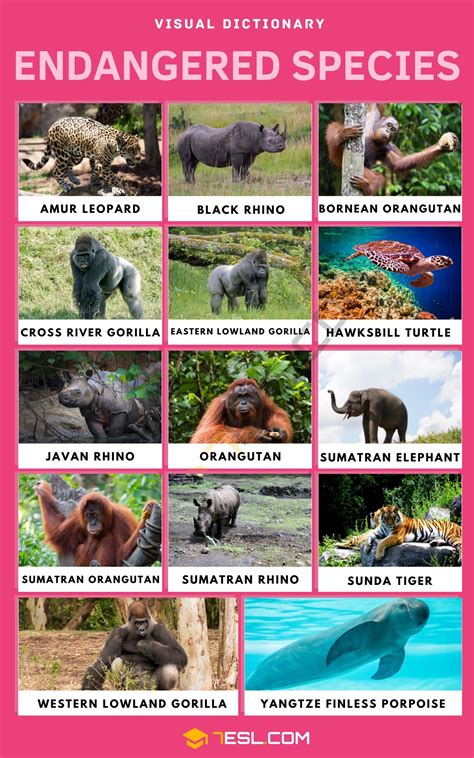 Endangered Species: Vocabulary & Essential Facts for English Learners • 7ESL