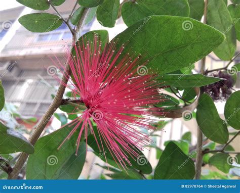Single Red Bushy Flower with Green Leaves Stock Photo - Image of ...