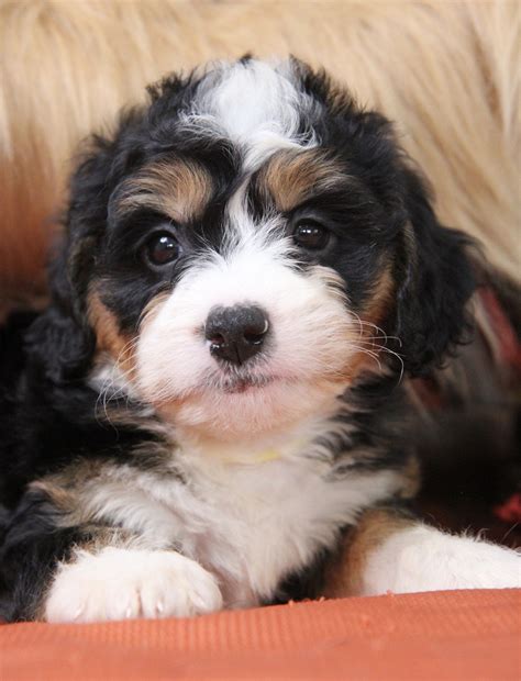 Miniature Bernedoodles