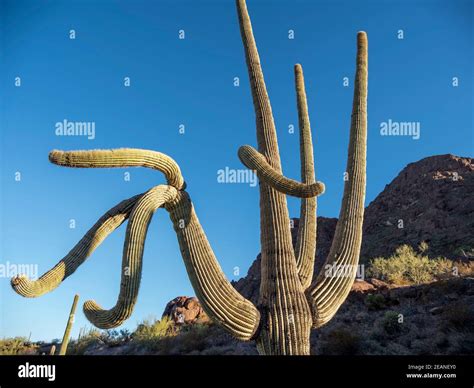 Cactus saguaro carnegiea gigantea Banque d'image et photos - Alamy
