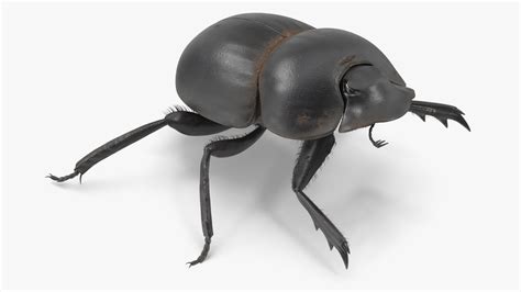 3D Soil Beetle Dirty Rigged Fur model | 3D Molier International