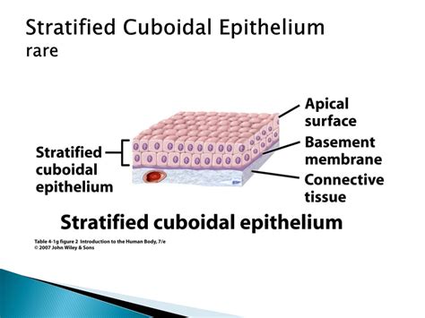PPT - Epithelial and Connective Tissues in Human Body PowerPoint Presentation - ID:8899184