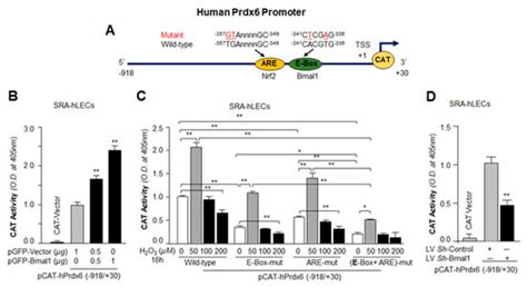 Clock Protein Bmal1 and Nrf2 Cooperatively Control Aging or Oxidative ...