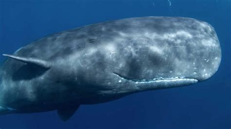 Which Animal of the World has the Largest and the Heaviest Brain?
