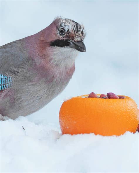 Snow Activities 的图像结果