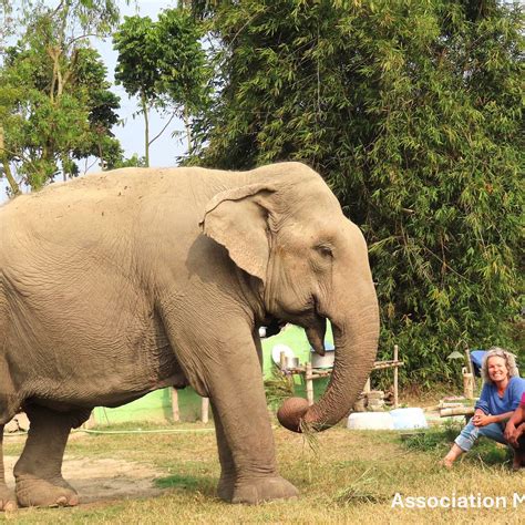 MOEY ASSOCIATION ELEPHANT SANCTUARY (2026) All You Need to Know BEFORE ...