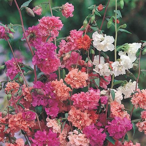 GREEN WORLD Clarkia Elegans Mix (50 Seeds) : Amazon.in: Garden & Outdoors