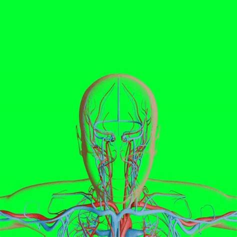 Image result for Human Circulatory System Animation