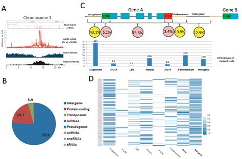 Analysis of Argonaute 4-Associated Long Non-Coding RNA in Arabidopsis ...