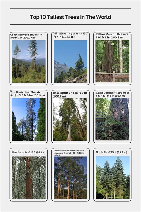 What Are The Tallest Trees In The World Called