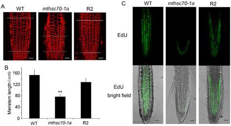 Mitochondrial HSC70-1 Regulates Polar Auxin Transport through ROS ...