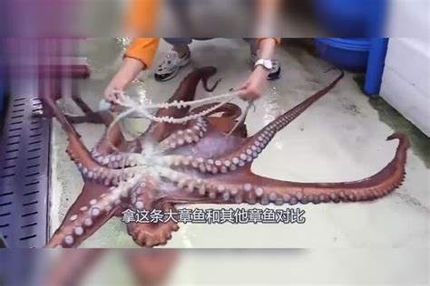 妹子海鲜市场买了一只巨型大章鱼，老板现场处理，大触手拿起就吃_触手_处理_市场