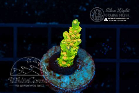 Acropora tenuis Big R Walt Disney (WCC)(Filter)-SPS1_250517_110