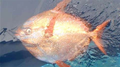 Researchers discover world's first warm-blooded fish | Fox News