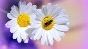 Insects 4k uhd 16:9 wallpapers hd, desktop backgrounds 3840x2160 ...