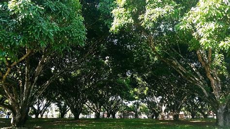 Oro Verde Mango Plantation (Guimaras Island) - 2020 What to Know Before ...