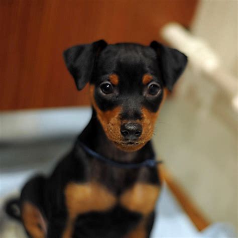Miniature Pinscher Pupp for sale in Delhi NCR | India | Dav Pet Lovers
