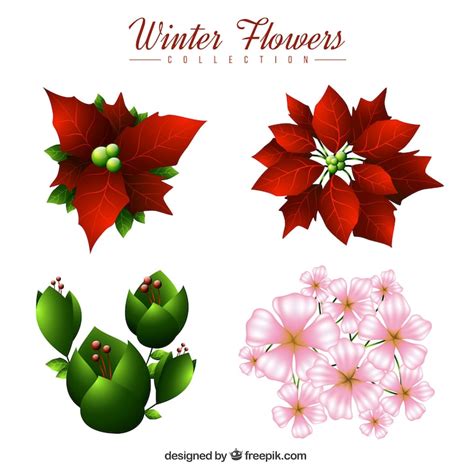 Poinsettia png Images - Free Download on Freepik
