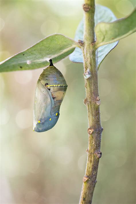 Butterfly Cocoon